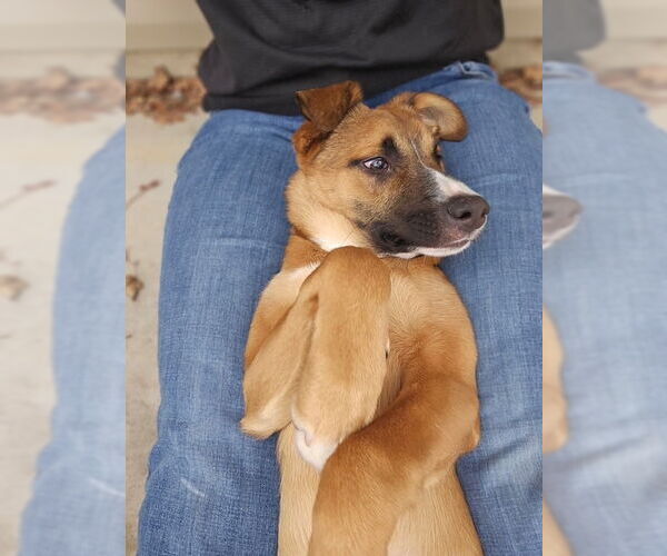 Medium Photo #7 Australian Shepherd-Unknown Mix Puppy For Sale in MIDWAY, UT, USA