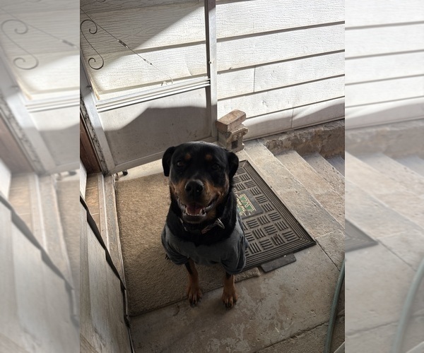 Medium Photo #7 Rottweiler Puppy For Sale in GILBERT, WV, USA