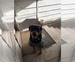 Small #6 Rottweiler