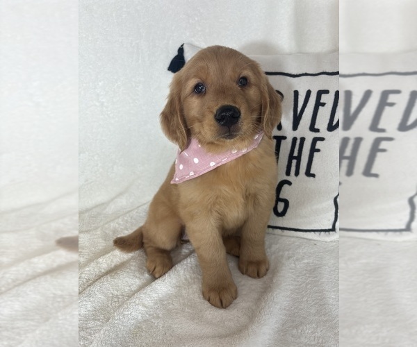 Medium Photo #1 Golden Retriever Puppy For Sale in GREENFIELD, IN, USA