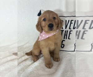Golden Retriever Puppy for sale in GREENFIELD, IN, USA
