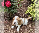 Puppy AKC Basset Hnd Basset Hound