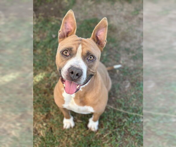 Medium Photo #4 Mutt Puppy For Sale in Canton, CT, USA