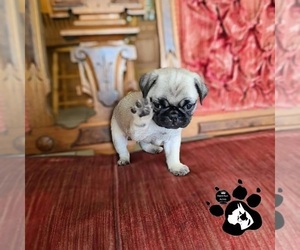 Pug Puppy for sale in LAKELAND, FL, USA