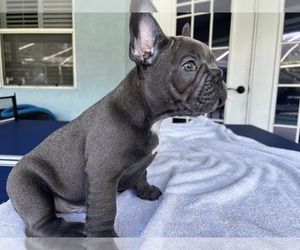 French Bulldog Puppy for sale in FORT PIERCE, FL, USA