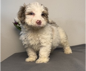 Bernedoodle (Miniature) Puppy for sale in FRANKLIN, IN, USA