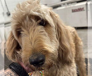 Goldendoodle Dogs for adoption in Stockton, CA, USA