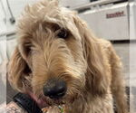Small Goldendoodle