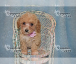 Small #7 Poodle (Toy)