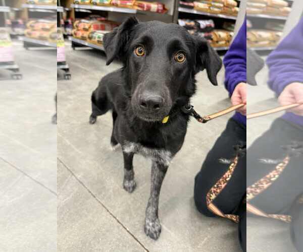 Medium Photo #4 Border Collie-Unknown Mix Puppy For Sale in Lee's Summit, MO, USA
