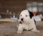 Small Photo #1 Australian Shepherd Puppy For Sale in MESA, AZ, USA