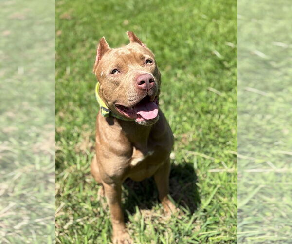 Medium Photo #5 American Pit Bull Terrier-Unknown Mix Puppy For Sale in Virginia Beach, VA, USA