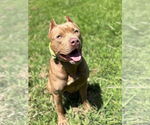 Small #4 American Pit Bull Terrier Mix