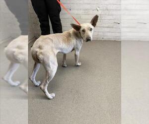 Mutt Dogs for adoption in San Bernardino, CA, USA