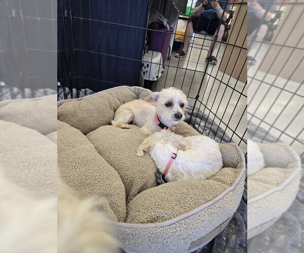 Medium Photo #6 Silky Terrier-Unknown Mix Puppy For Sale in Pacifica, CA, USA