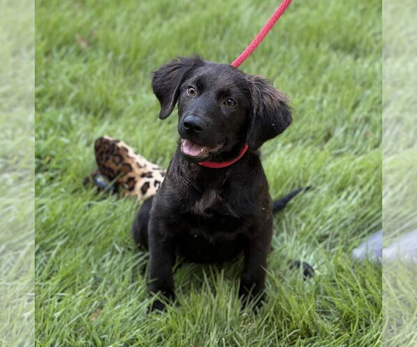 Medium Photo #1 - Mix Puppy For Sale in Yardley, PA, USA