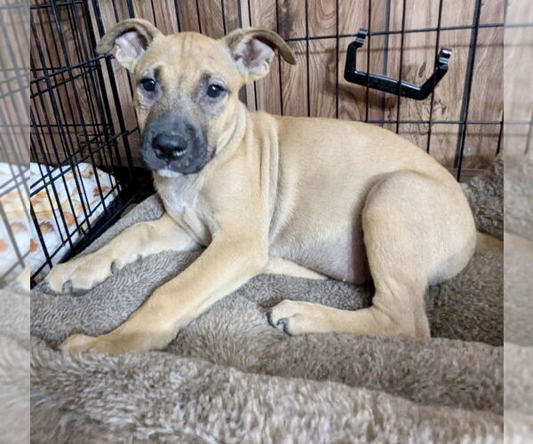 Medium Photo #5 American Pit Bull Terrier-Labrador Retriever Mix Puppy For Sale in Brewster, NY, USA