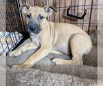 Small #4 American Pit Bull Terrier-Labrador Retriever Mix