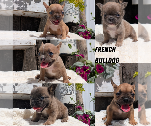 Medium Photo #14 French Bulldog Puppy For Sale in GOSHEN, IN, USA