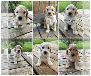 Goldendoodle Puppy for sale in NEWNAN, GA, USA