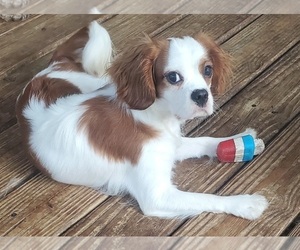 Cavalier King Charles Spaniel Puppy for sale in HUDSON, FL, USA