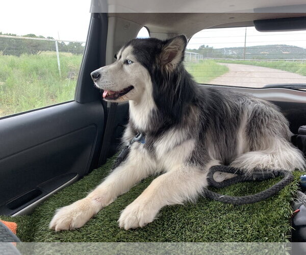 Medium Photo #4 Siberian Husky Puppy For Sale in Cedar Crest, NM, USA