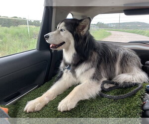 Cato - Male Siberian Husky Dog for Adoption - Photo #4