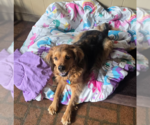 Small #2 Cocker Spaniel Mix