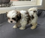 Puppy Dash Shih Tzu