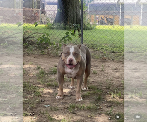 Mother of the American Bully puppies born on 04/27/2023