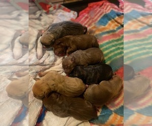 Bloodhound Litter for sale in RICHMOND, KY, USA