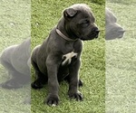 Small #2 Cane Corso