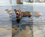 Small #6 American Pit Bull Terrier Mix