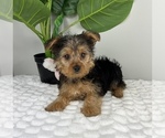 Small #2 Yorkshire Terrier