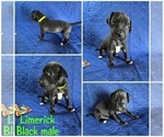 Puppy Limerick Cane Corso-Great Dane Mix