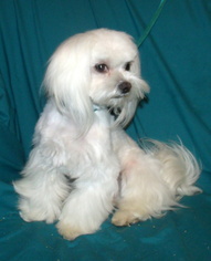 Maltese Puppy for sale in ALAMEDA, NM, USA