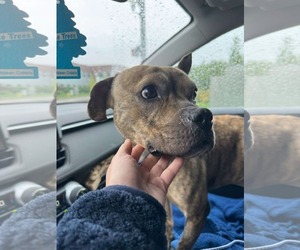 American Pit Bull Terrier-Unknown Mix Dogs for adoption in Germantown, OH, USA
