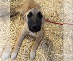 Small #5 Anatolian Shepherd Mix
