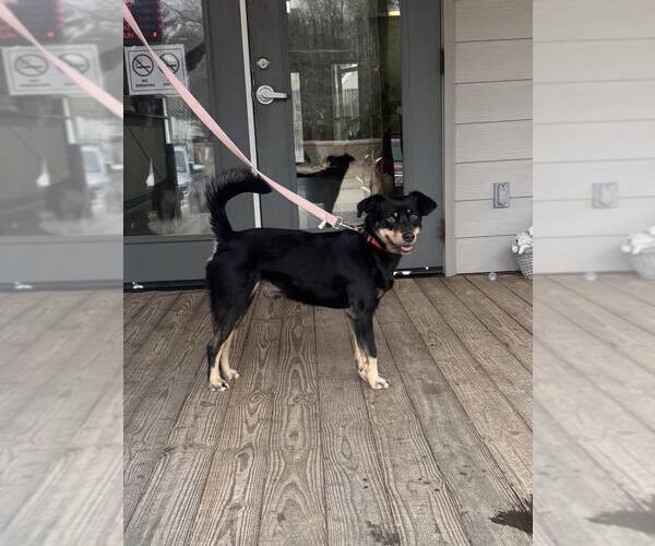 Medium Photo #2 Mutt Puppy For Sale in Minneapolis, MN, USA