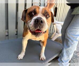 Bulldog-Unknown Mix Dogs for adoption in Santa Rosa, CA, USA