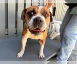 Small Bulldog Mix