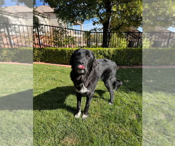 Medium Photo #2 Mutt Puppy For Sale in Salt Lake City, UT, USA