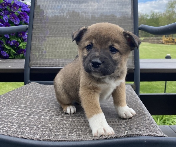 Medium Photo #6 Alaskan Husky-Border Collie Mix Puppy For Sale in RICHMOND, MI, USA