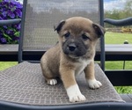 Small #5 Alaskan Husky-Border Collie Mix