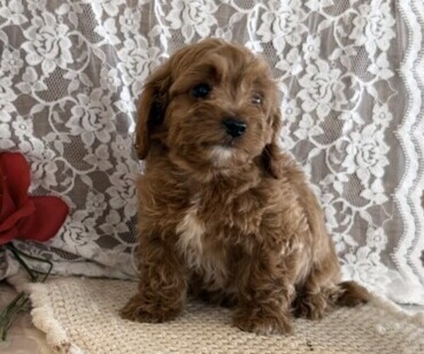 Medium Photo #1 Cavapoo (Miniature) Puppy For Sale in THORP, WI, USA