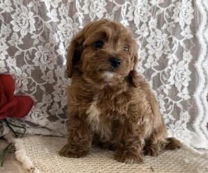 Cavapoo (Miniature) Puppy for sale in THORP, WI, USA