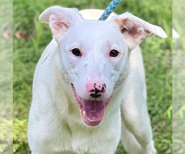 Medium Photo #4 Labrador Retriever-Unknown Mix Puppy For Sale in Cranford, NJ, USA