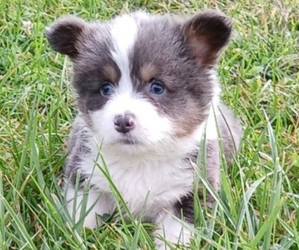 Pembroke Welsh Corgi Puppy for Sale in MILTON, Wisconsin USA