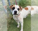 PETRA - Female Boxer-Unknown Mix Dog for Adoption - Small photo