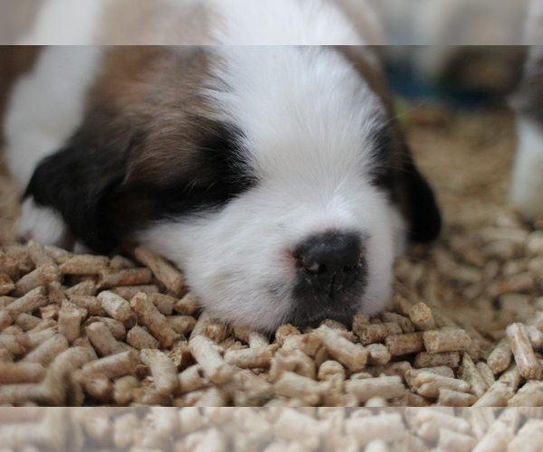 Medium Photo #2 Saint Bernard Puppy For Sale in MOUNT CLEMENS, MI, USA